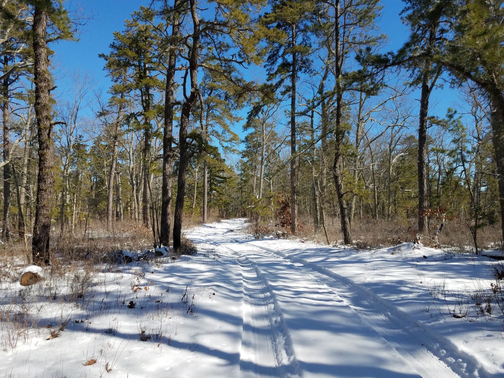 Pine Barrens Sunny Snow